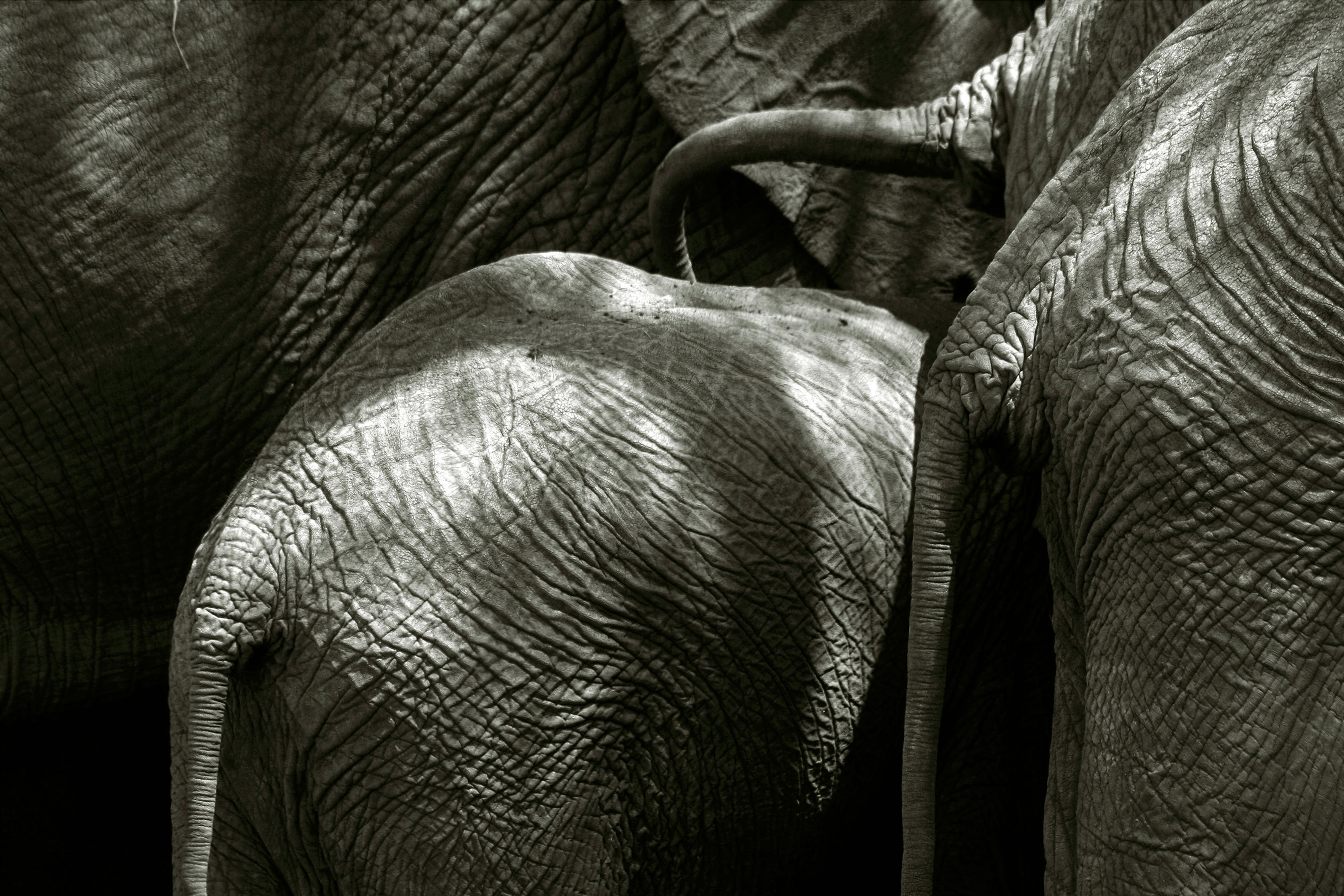 elephants